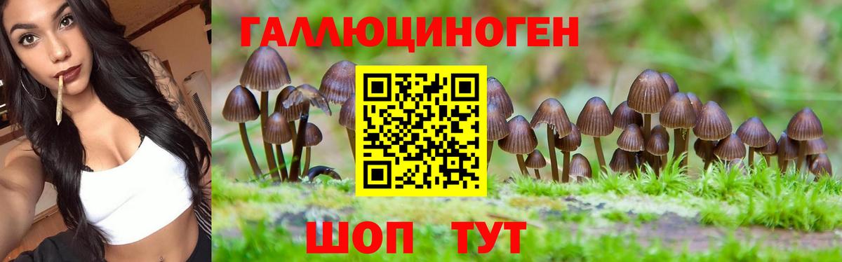Псилоцибиновые грибы GOLDEN TEACHER  Вход с VPN  Буйнакск  Псилоцибиновые грибы ЛСД 